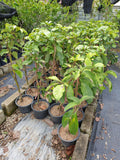Booth 7 Avocado - Malaysia Online Plant Nursery