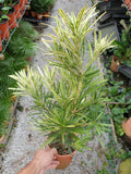 Podocarpus(plum pine) - Malaysia Online Plant Nursery