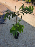 Pokok Rambutan Jarum Emas - Malaysia Online Plant Nursery