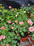 Thai Rose (Bunga Ros)