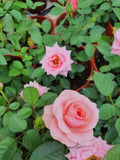 Thai Rose (Bunga Ros)