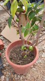 Fruiting Jabuticaba Tree - Nursery Kebun Bandar