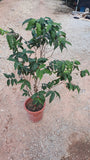 Fruiting Jabuticaba Tree - Nursery Kebun Bandar