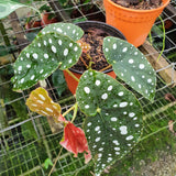 Begonia Maculata (big dot) - Malaysia Online Plant Nursery