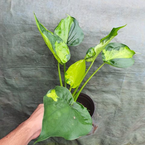Alocasia Cucullata Variegated - Malaysia Online Plant Nursery