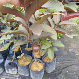 Red Guava Tree