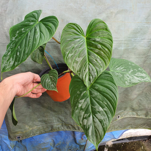 Philodendron Majestic - Malaysia online plant nursery