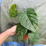 Philodendron Majestic - Malaysia online plant nursery