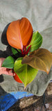 PHILODENDRON RED CHERRY