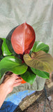 PHILODENDRON RED CHERRY