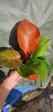Philodendron Red Cherry - Malaysia Online Plant Nursery