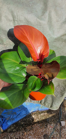Philodendron Red Cherry - Malaysia Online Plant Nursery