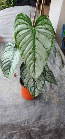 Philodendron Billietae BIG leaves - Malaysia Online Plant Nursery