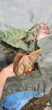 Syngonium Strawberry Ice - Malaysia Online Plant Nursery