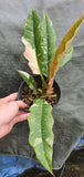 Philodendron Ring Of Fire - Malaysia Online Plant Nursery