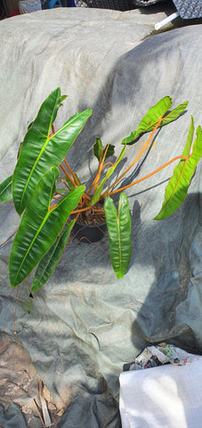 XXL Philodendron Billietae - Malaysia Online Plant Nursery 