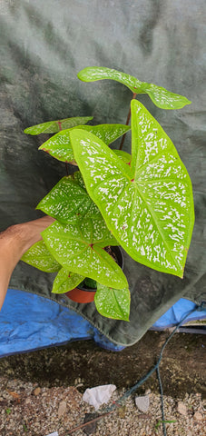 Caladium Yellow Special - Malaysia Online Plant Nursery