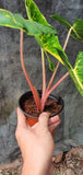 Rare Red Alocasia Guinea Gold - Malaysia Online Plant Nursery