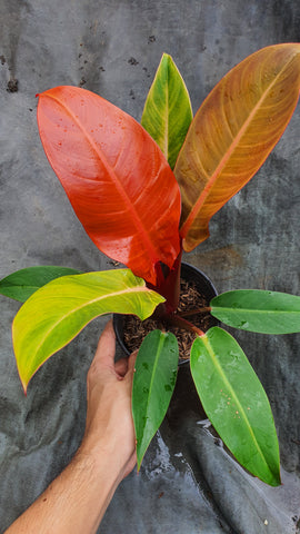 Philodendron Prince of Orange - Malaysia Online Plant Nursery