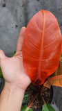 Philodendron Prince of Orange - Malaysia Online Plant Nursery