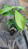 Pokok Jambu Bol
