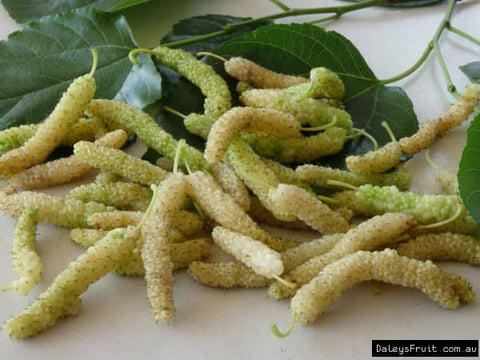 Himalayan Long White Mulberry Tree - Malaysia Online Plant Nursery