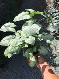 Syngonium White (Round Leaf) - Nursery Kebun Bandar