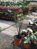Colocasia Tea Cup - Nursery Kebun Bandar