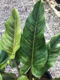 Philodendron Subhastatum (Big)