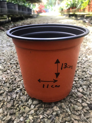 Nursery Kebun Bandar - Plant Pot Container