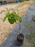 Avocado Kendil - Malaysia Online Plant Nursery