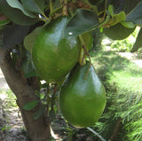 Miki Avocado Tree (alpukat) - Malaysia Online Plant Nursery