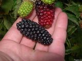 Black Beauty Blackberry (USA) - Malaysia Online Plant Nursery