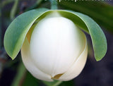 Bunga Cempaka Telur Putih - Malaysia Online Plant Nursery