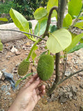 Pokok nangka isi jumbo (jackfruit) - Malaysia Online Plant Nursery