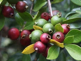 Cherry Guava Tree - Malaysia Online Plant Nursery