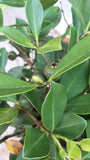 Cherry Guava Tree - Malaysia Online Plant Nursery