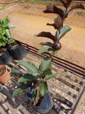 Red Guava Tree - Malaysia Online Plant Nursery