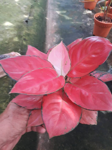 Anjamani Pink