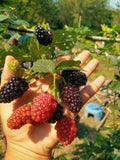 Black Gem Blackberry - Malaysia Online Plant Nursery