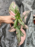 Syngonium pink splash special - Nursery Kebun Bandar