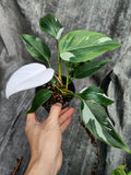 Philodendron White Princess - Nursery Kebun Bandar