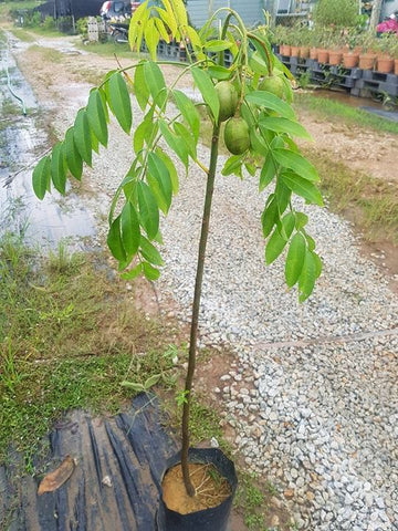 Pokok Buah Kendondong - Malaysia Online Plant Nursery