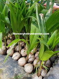 Kelapa Tacunan - Malaysia Online Plant Nursery