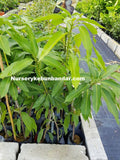 Pokok Mangga Harum Manis - Malaysia Online Plant Nursery