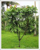 Pokok Buah Matoa (a.k.a buah kristal) - Malaysia Online Plant Nursery