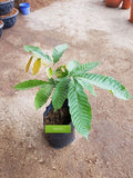 Pokok Buah Matoa (a.k.a buah kristal) - Malaysia Online Plant Nursery