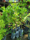 Miracle Fruit Tree - Malaysia Online Plant Nursery
