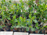 Nangka Seedless (Jackfruit) - Malaysia Online Plant Nursery