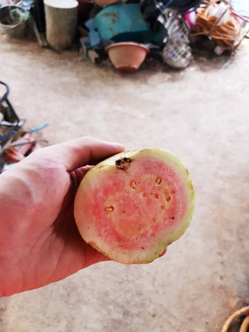 Pink Guava Thailand - Malaysia Online Plant Nursery